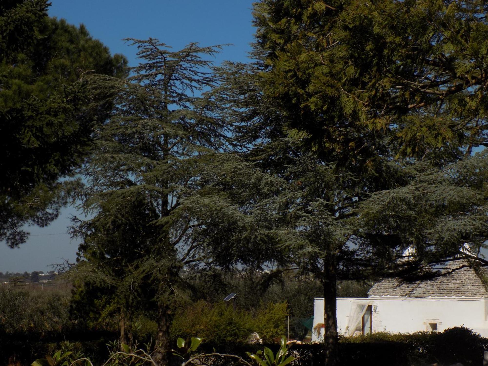 Antica Storia Villa Martina Franca Buitenkant foto